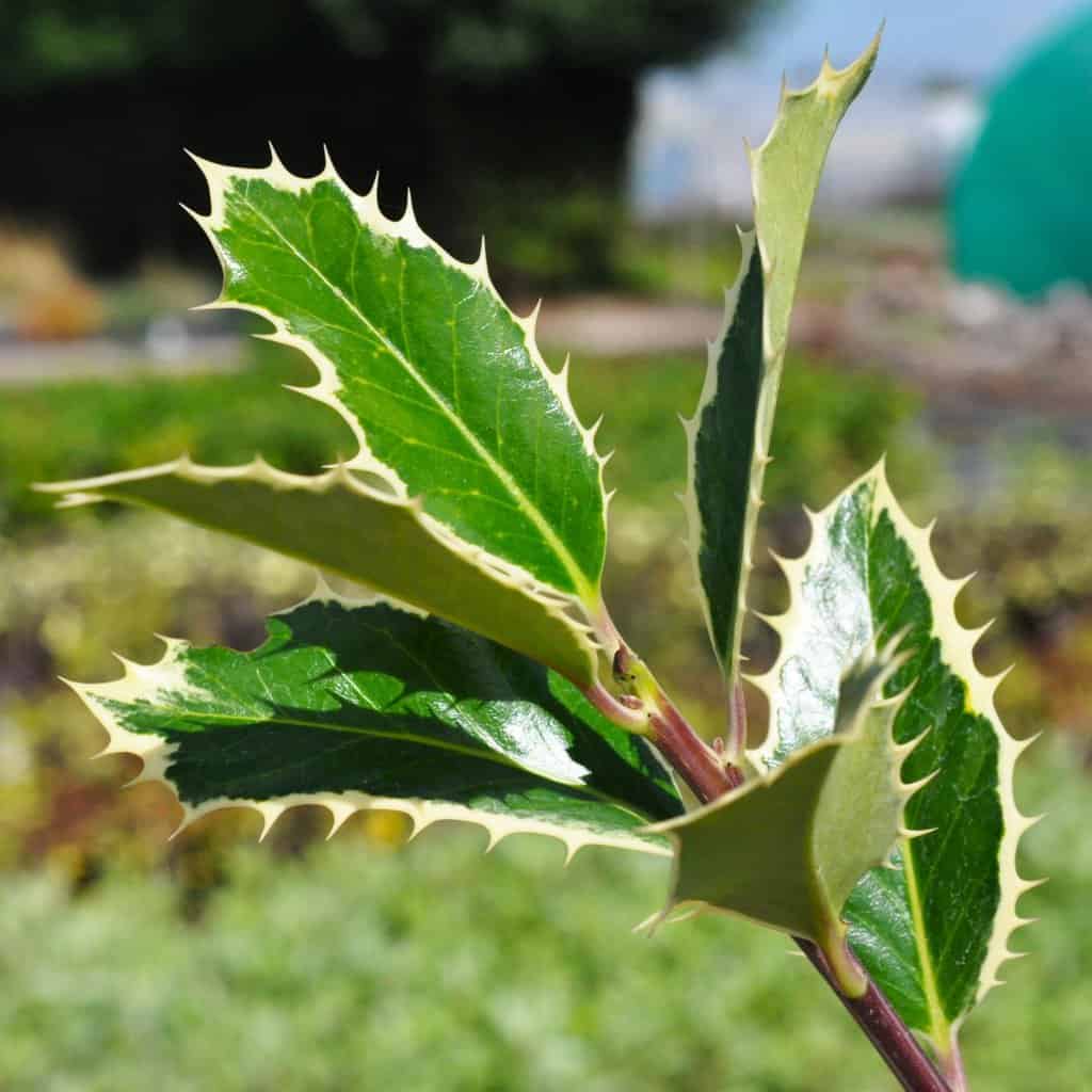 Ilex aquifolium 'Handsworth New Silver' 30-40 cm